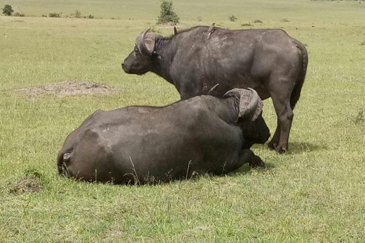 Buffalos at the Maasai Mara