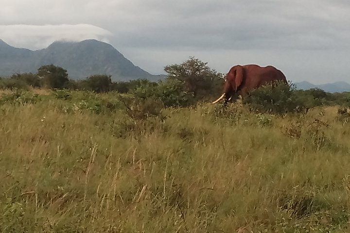 The Famous Red African Elephant feeding in Tsavo East N/P.