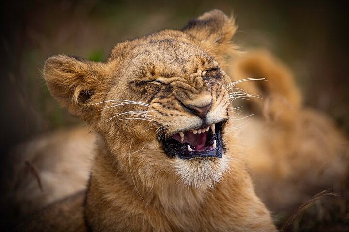 5-hours Nairobi National Park Game Drive 4x4 Vehicle Free Pick up - Photo 1 of 23