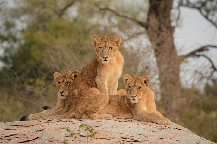 5-hours Nairobi National Park Game Drive 4x4 Vehicle Free Pick up - Photo 1 of 25