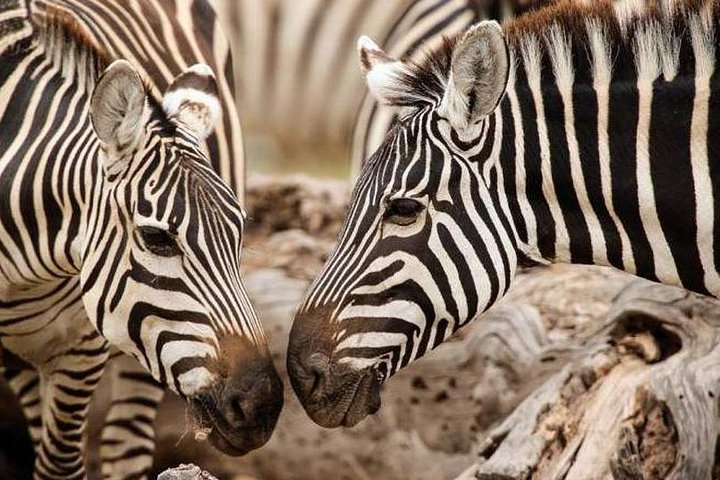 6-Day Amboseli NP, L Nakuru NP, Masai Mara Budget Safari - Photo 1 of 13