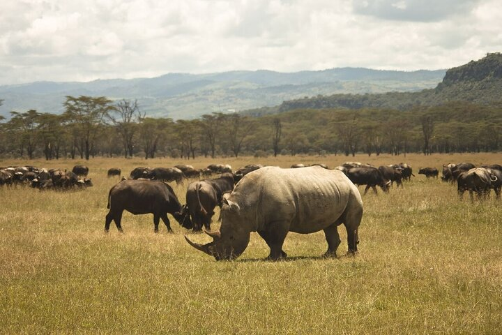 6-Day Group Joining Safari- Nairobi, Nakuru, Naivasha & Amboseli - Photo 1 of 8