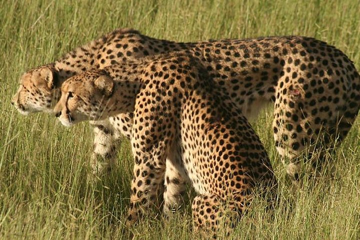 6 Days 5 nights Amboseli, Tsavo & Diani Beach - Photo 1 of 6