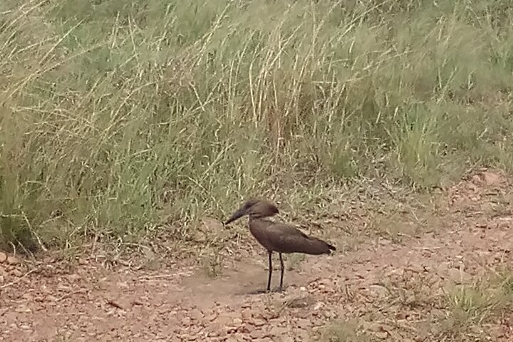 The Hammerkop which makes the biggest nest weighing 50 kilograms