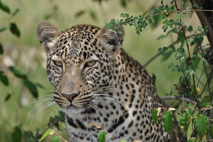 6 Days Kenya Allround Safari - Mombasa - Photo 1 of 22