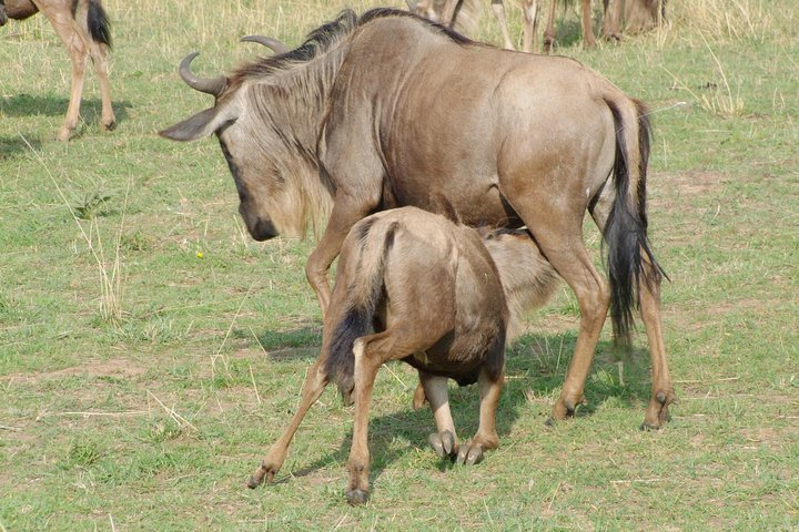6 Days Kenya Allround Safari - Photo 1 of 17