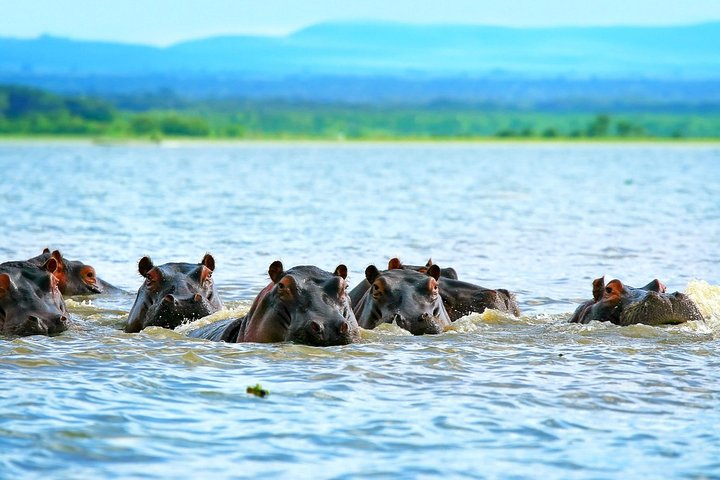 Lake Naivasha National park 