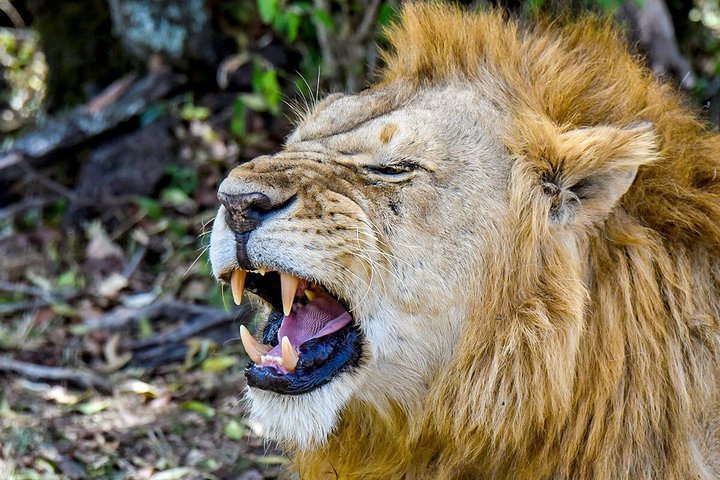 Customized 7 Days Private Kenya Birding & Big Five Safari - Photo 1 of 21