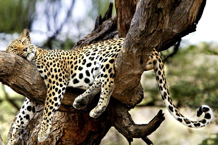 7-Day Kenya Tanzania Wonder Safari - Photo 1 of 11