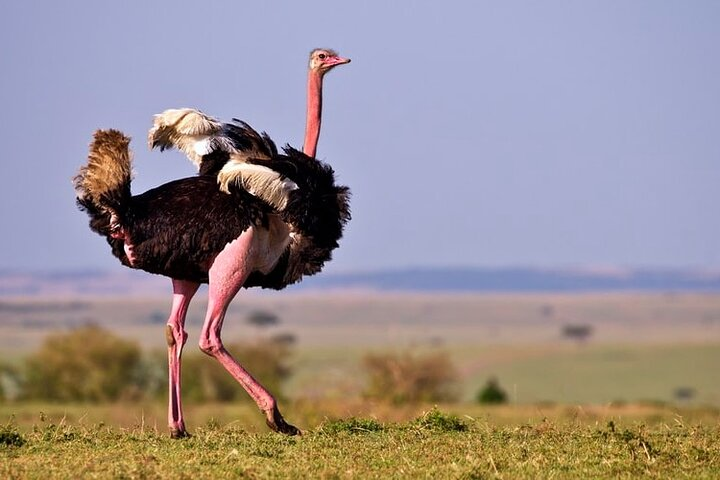 This is a Common ostrich