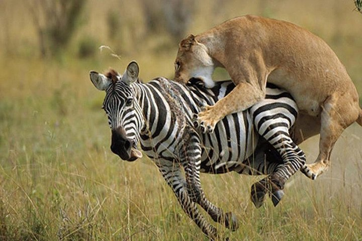 7 Days Kenya Safari Adventures - Photo 1 of 8