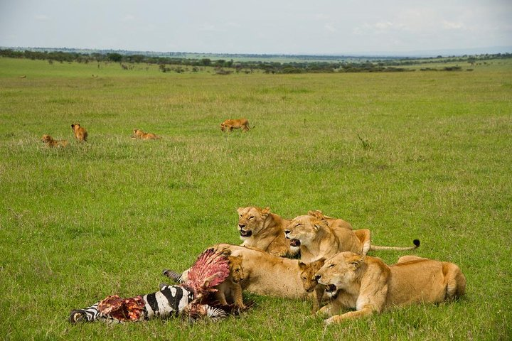 7 Days Lewa Conservancy & Maasai Mara Luxury Safari - Photo 1 of 7