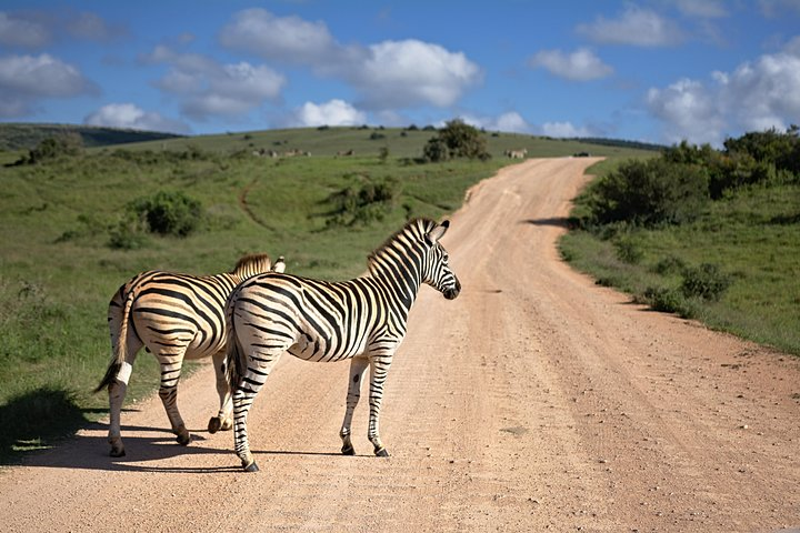 Zebras