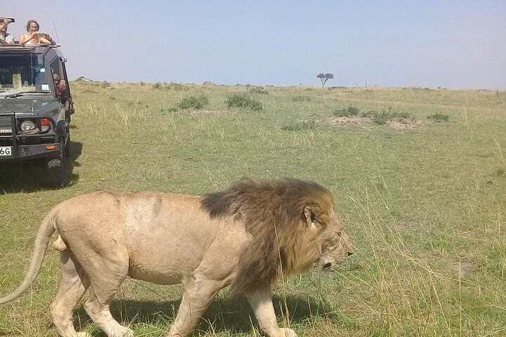Majestic king of the park