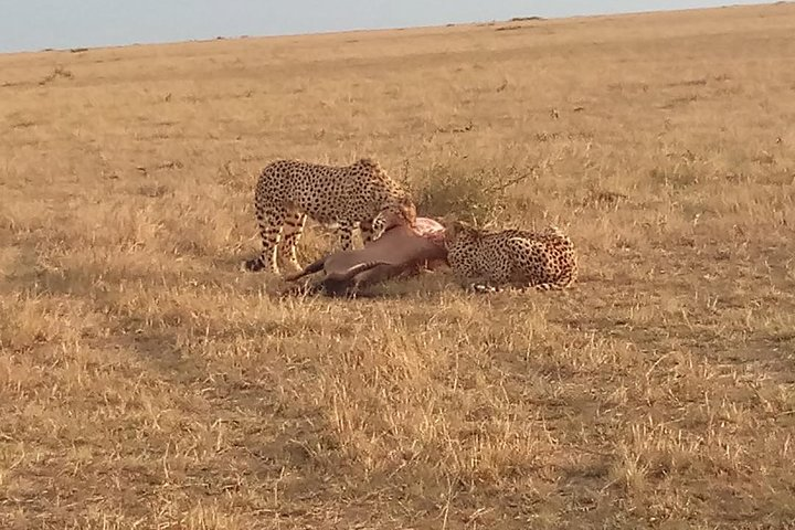 A very Fortune Morning as Cheetahs Enjoys their Breakfast in Vast Maasai Mara Park.
