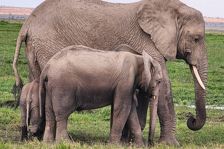 Jambo Kenya Safari - 5 Days Ultimate Wildlife Safari Adventure - Photo 1 of 21
