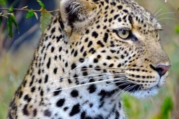 7 Days Tsavo East, Taita, Amboseli & Sanctuary Safari. - Photo 1 of 19