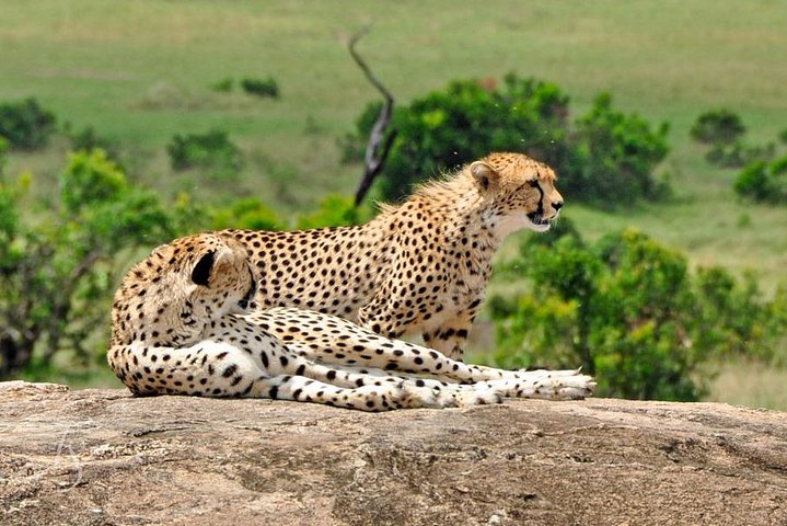 7 Days Tuji- Enjoy Kenya Safari (MINIMUM 2 PAX) - Photo 1 of 10
