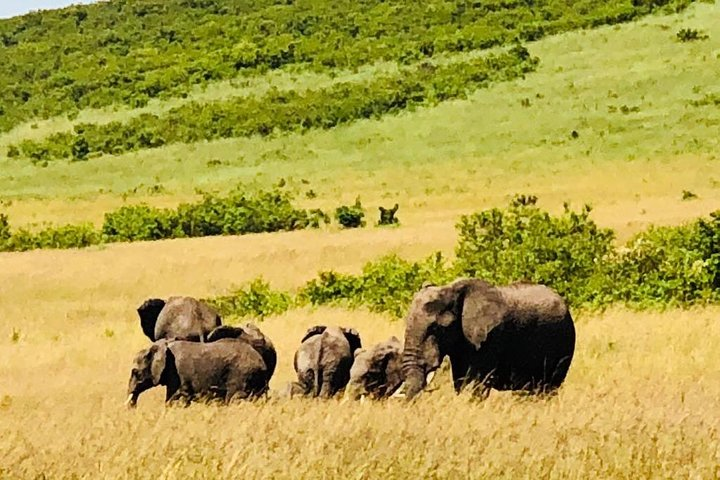 All to be seen in Mara