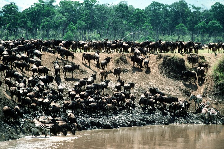 Wildebeest Migration in Mara River