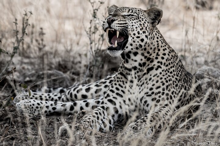 8 Days 7 Nights Kenyan Luxury Safari - Photo 1 of 8