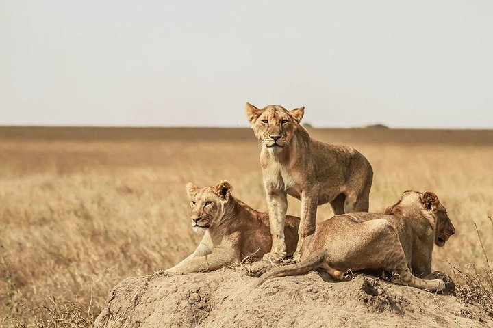 8 Days Flamingoes & Wildlife Safari - Photo 1 of 10