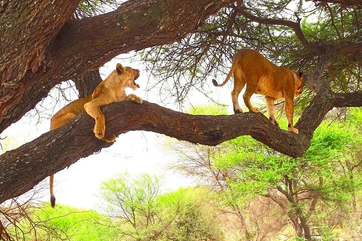8 days Kenya highlights safari. - Photo 1 of 7