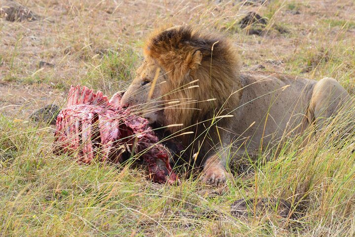 The Rare Black Maned Lion Feeding in Maasai Mara N/R.
