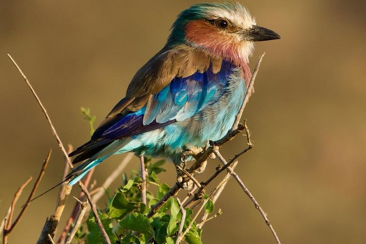 8 Days Thrilling Safari in Mount Kenya Region, Kenya. - Photo 1 of 10