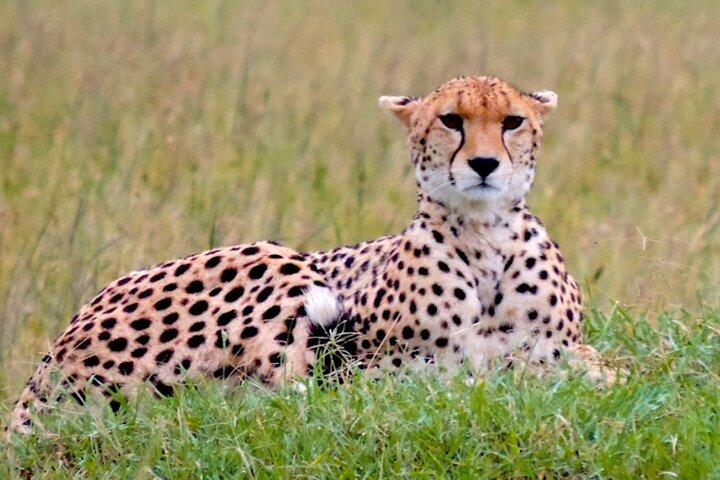 9 Day Private Luxury Spectacle Safari Majestic Kenya Wonderland - Photo 1 of 4
