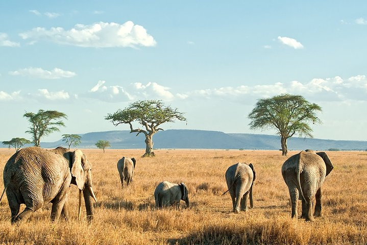 9-Day Taste of Kenya Wildlife Luxury Safari  - Photo 1 of 13