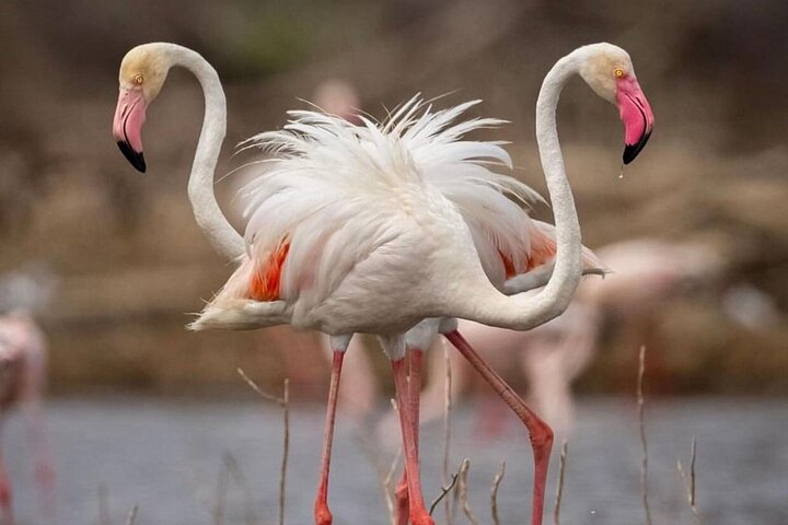 9-Days Bush and Beach Private Experience  - Photo 1 of 6