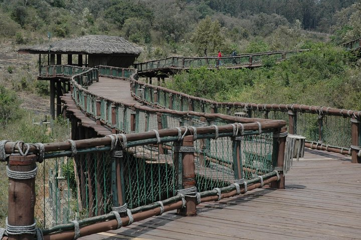 safari walk wooden path