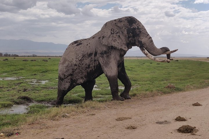 A huge bull leaving the Amboseli swamps!!