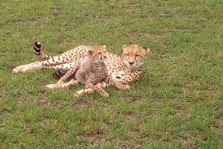 Amboseli National park Day trip:Mt kilimanjaro Views  - Photo 1 of 11
