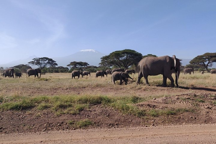 Mt Kilimanjaro on the back ground and a memory of elephants!!