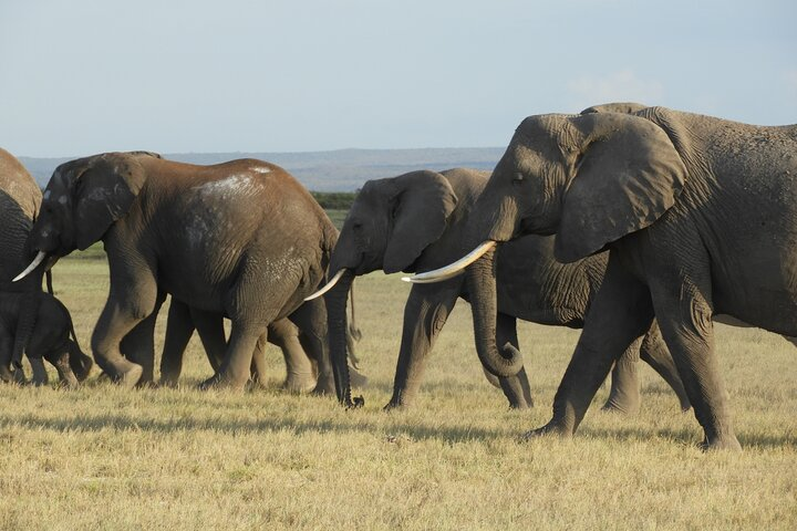 Amboseli national park day Safari