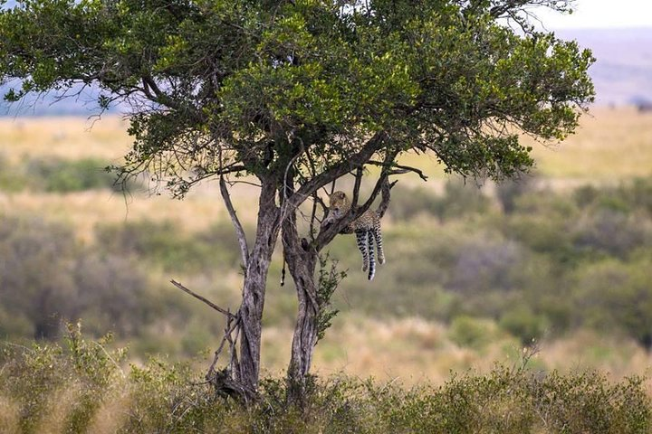 The leopard in a relaxing mood 