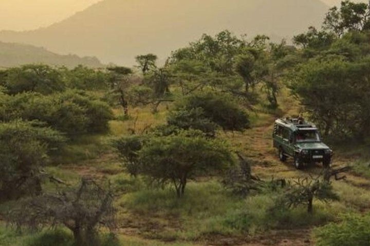game drive