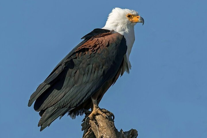 Bird Watching Tour To Nairobi National Park - Photo 1 of 10