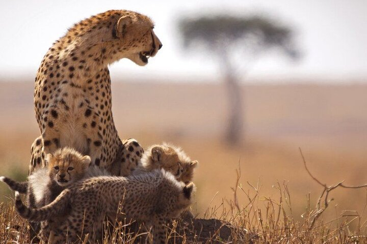 Classic Best of Kenya - Photo 1 of 6