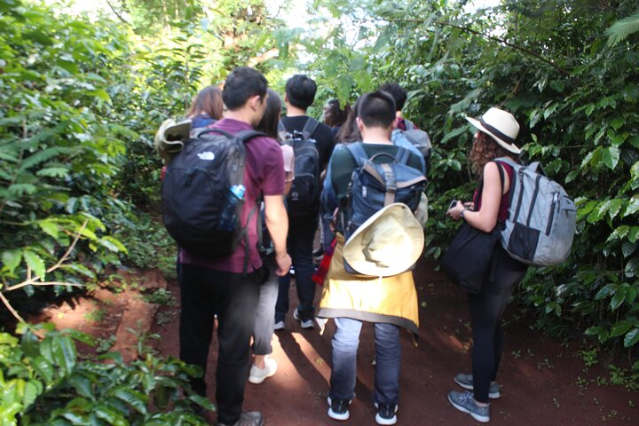 Coffee farm tour, coffee roasting and tasting experience - Photo 1 of 25