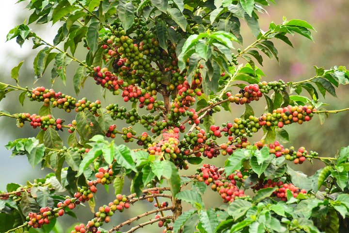 Coffee Tree
