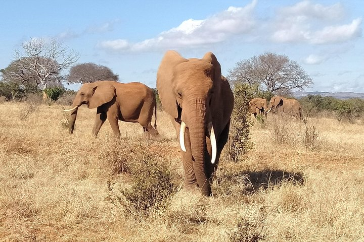 Cream Of Kenya Safari - Photo 1 of 8