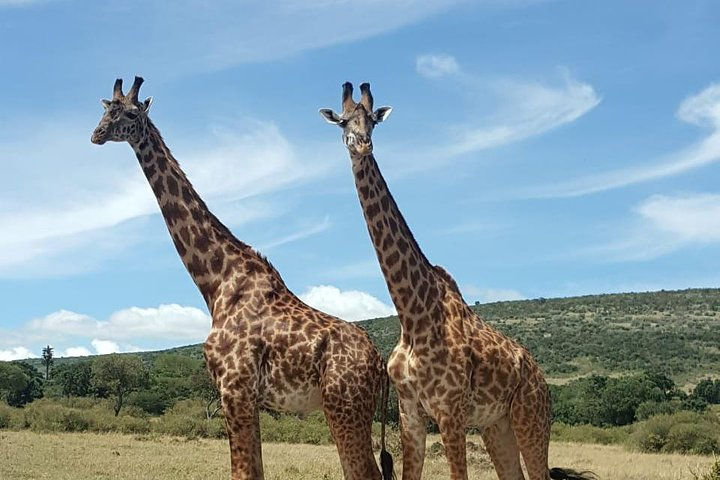 Full Day Tour to Amboseli National Park - Photo 1 of 8
