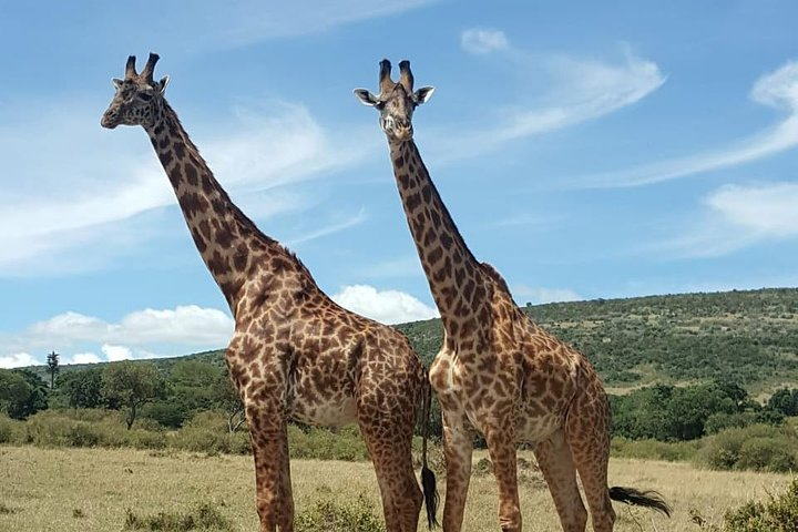 Day trip to Lake Nakuru National Park from 0600hrs(am) to 1900hrs(pm). - Photo 1 of 3