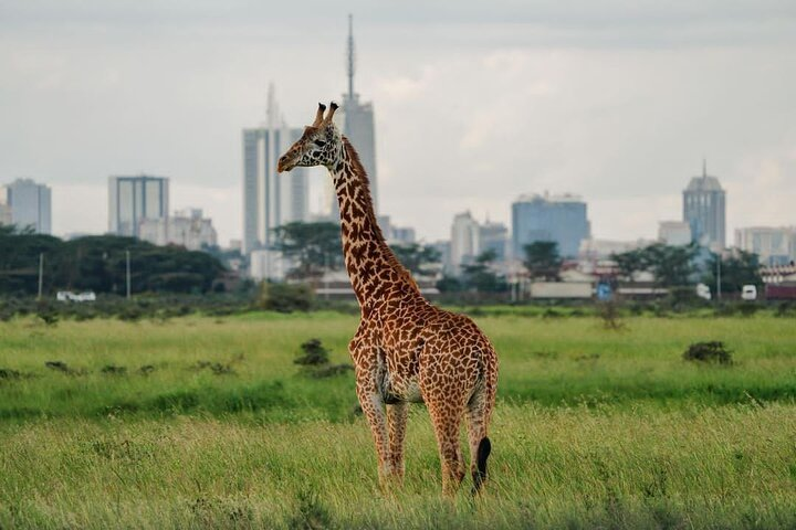 Discover Nairobi National Park, Africa's Only Urban Safari - Photo 1 of 25