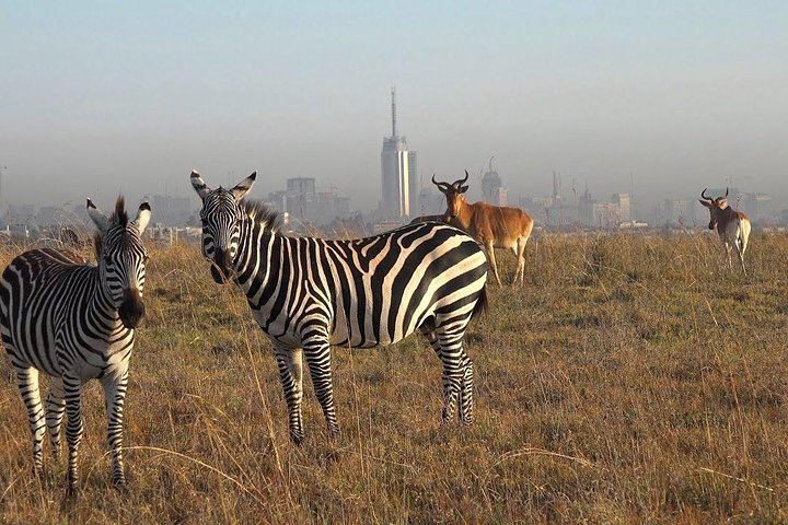 "Stripes in the urban jungle.