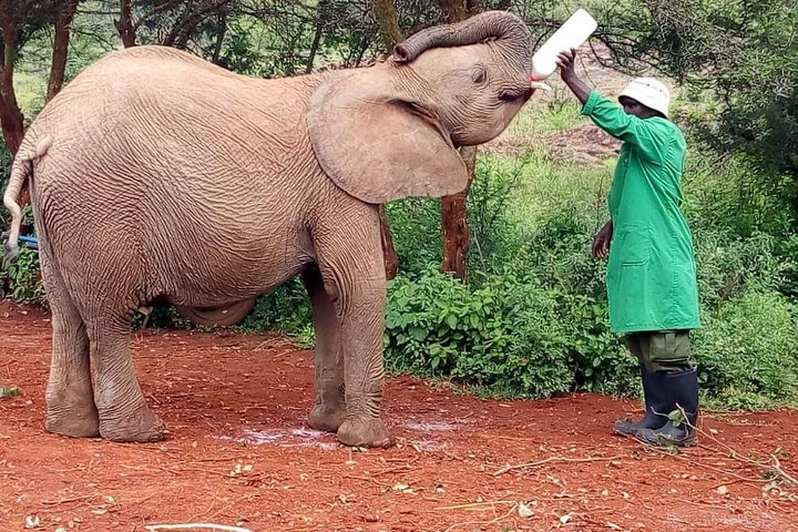 Elephants,Giraffe center, Blixen Museum $ Bomas of Kenya  - Photo 1 of 12
