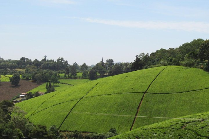Kiambethu Farm 